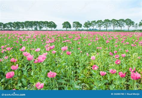 Field Full Of Pink Poppies Stock Photo Image Of Decorative 26080780