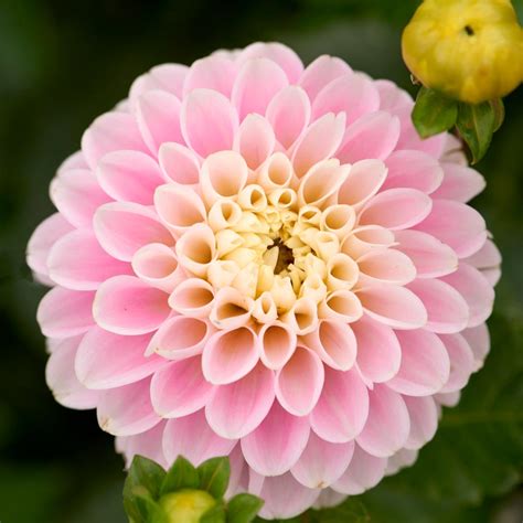 How many women surrounded by flowers? Dahlia Wizard of Oz | White Flower Farm