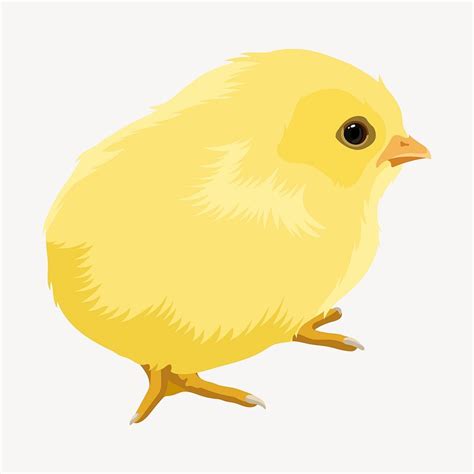 Baby Chick Illustrationn Realistic Clipart Free Photo Illustration