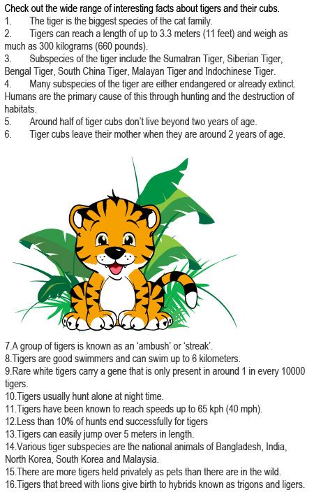 Facts About Tigers For Kids Childhood Education