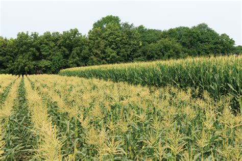 Everything You Ever Wanted To Know About Illinois Grown Corn Illinois
