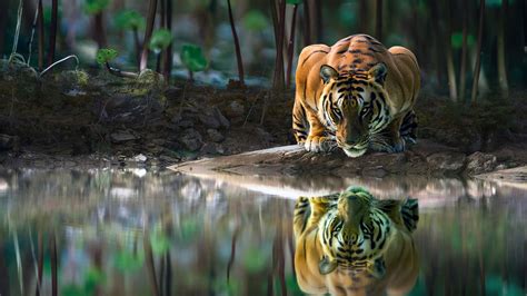 Top 35 Tiger Wallpapers 4k HD