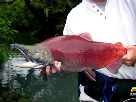 Whats Killing Off Fraser River Sockeye Salmon