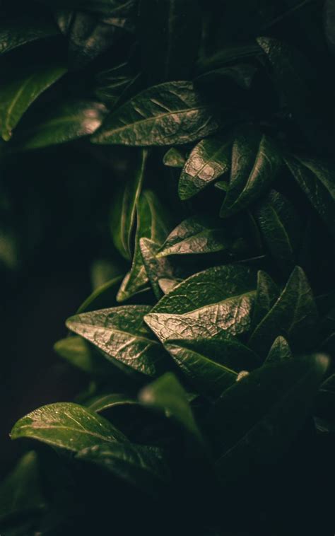 Download Wallpaper 800x1280 Leaves Dark Plant Green Blur Closeup