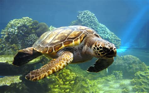 Animal Sea Turtle Hd Wallpaper