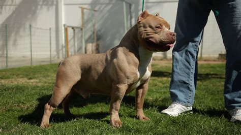 The apbt has maintained a characteristic appearance and temperament for over 100 years. AMERICAN BULLY KENNEL - SUAREZ BULLS - YouTube