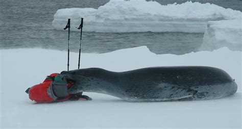 Leopard Seals Australian Antarctic Program