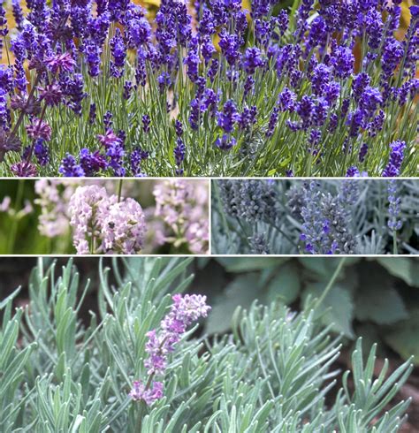 Multiple Varieties Lavender Shades Of Green Inc