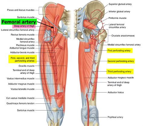 Femoral Artery Common Superficial Deep Location And Function