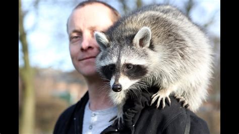 The Hidden Truth About Owning A Raccoon As A Pet Might Startle You