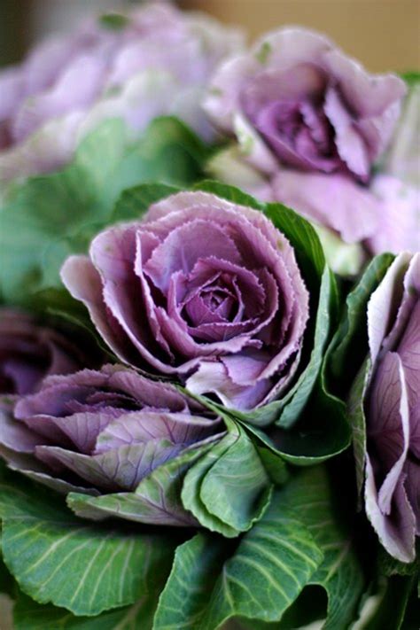 No matter the occasion, 1800flowers® has the perfect flowers & gifts for you! flowers a-z: b is for brassica - Design*Sponge