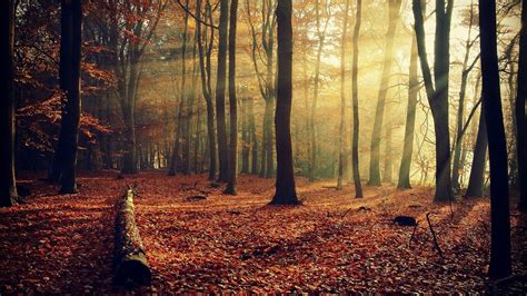 Autumn Forest Background Download Free Pixelstalknet