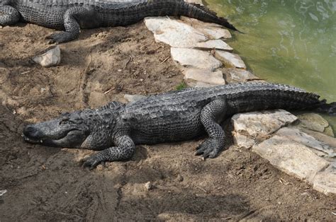 American alligator/ Alligator mississippiensis | ZooChat