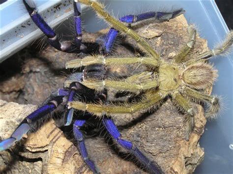 Sexing Tarantula ~ Dunia Tarantula