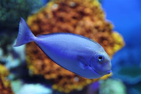 Image poisson-0 : Free Images : underwater, blue, fauna, coral reef, marine ...