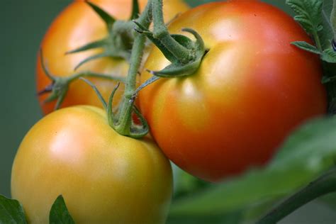 Unripe Tomatoes On A Branch Free Image Download