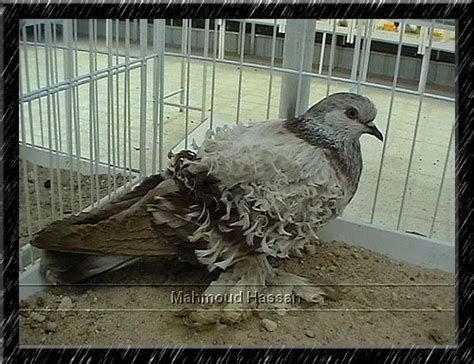 Pigeons For Sale Frillback