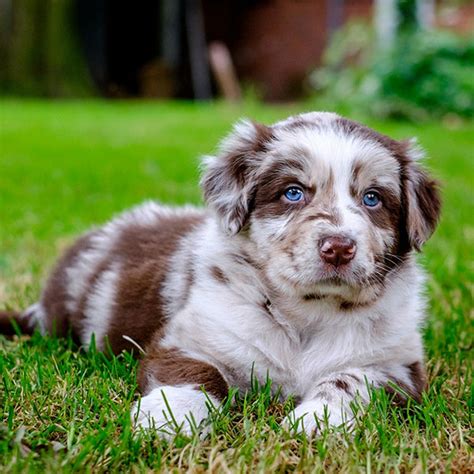 1 Australian Shepherd Puppies For Sale In Texas