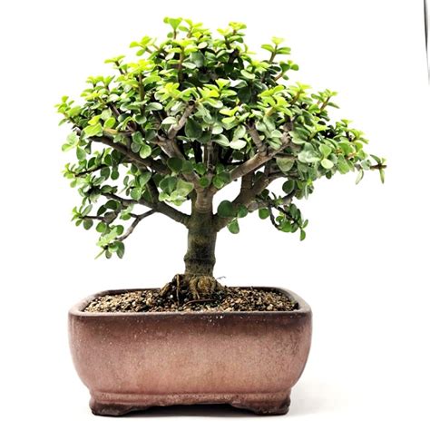 Jade Bonsai Tree Factors You Need To Know Wilm Slow Parish