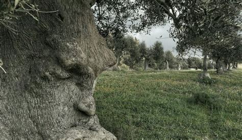 The Thinking Tree In Puglia A Very Strange And Wonderful Miracle Of Nature