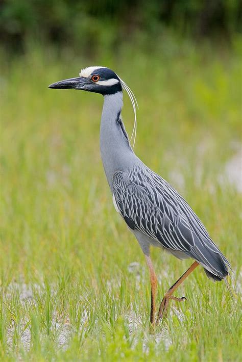 Yellow Crowned Night Heron I Never Tire Of Seeing These In The Water