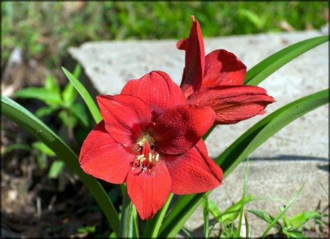 Maybe you would like to learn more about one of these? Tips For Planting Flower Bulbs Outdoors After Winter Forcing