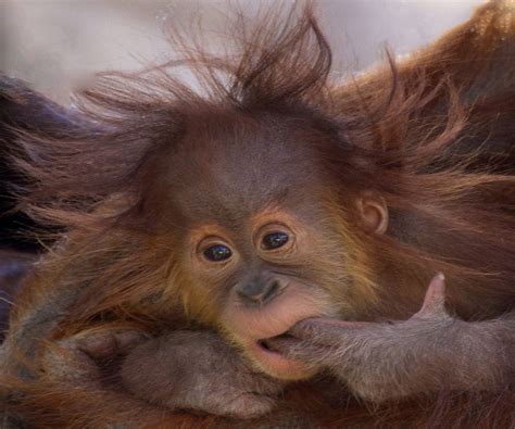 Picture Of Baby Monkey With Crazy Hair Peepsburghcom
