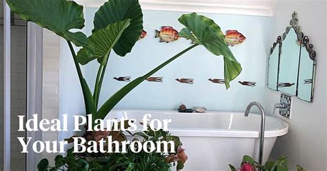 Fresh And Healthy Bathing Spaces Ten Bathroom Plants That Absorb