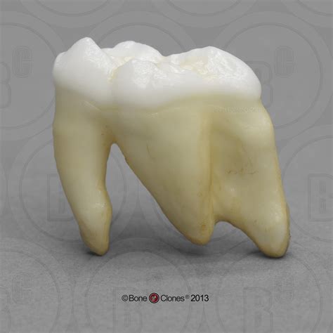 Polar Bear Tooth Molar Bone Clones Inc Osteological Reproductions