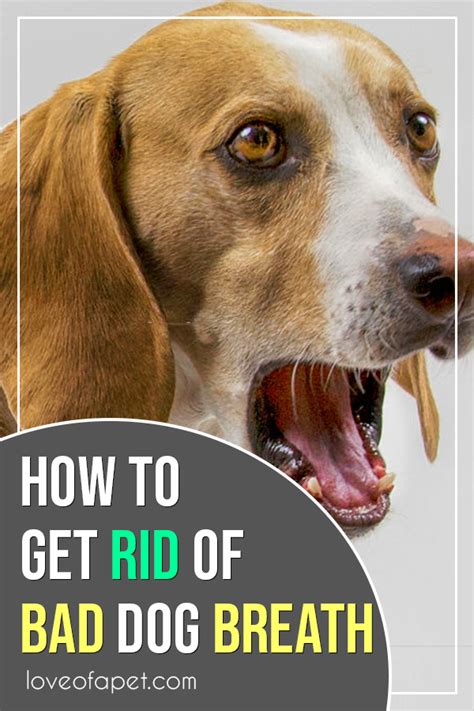What Causes Bad Breath In Dogs There Are Many Causes Of Bad Breath In