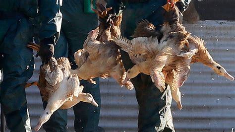 Who On ‘high Alert Over New Outbreaks Of Bird Flu Nbc 6 South Florida