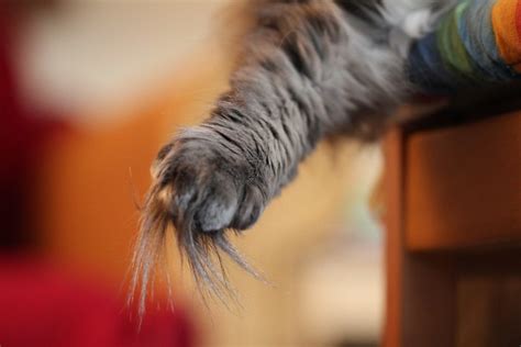 Norwegian Forest Cat Paw Flickr Photo Sharing