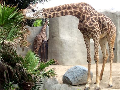 Giraffe San Diego Zoo Giraffe San Diego Zoo Flickr