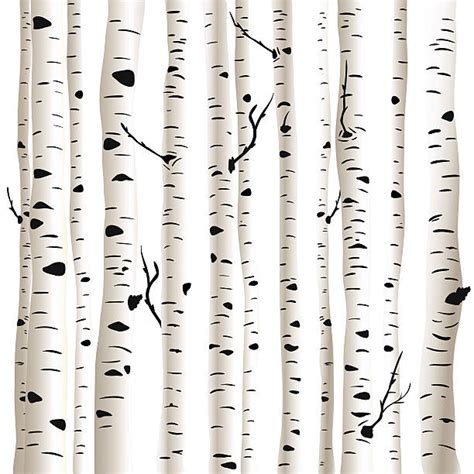Royalty Free Birch Tree Clip Art Vector Images And Illustrations Istock