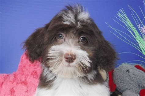 Find havanese puppies for sale with pictures from reputable havanese breeders. Havanese Puppies for Sale - FL | Royal Flush Havanese