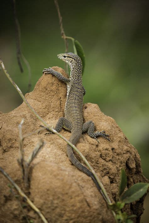 A List Of Different Types Of Lizards With Facts And Pictures Monitor