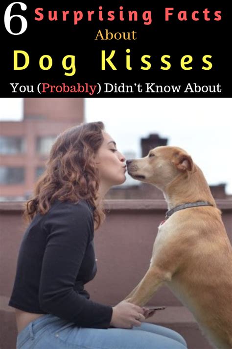 6 Surprising Facts About Dog Kisses You Probably Didnt Know About