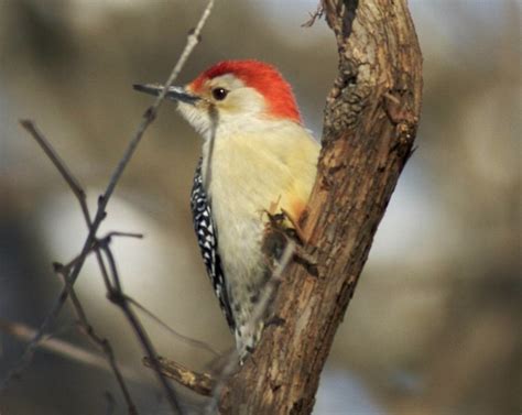 Red Bellied Woodpecker — Madison Audubon