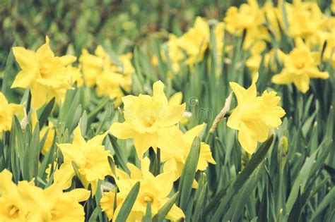 Many Beautiful Yellow Daffodil In Garden Of Spring Sunny Day Floral