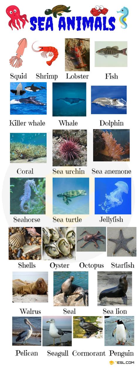 Sea Animals 200 Water Ocean And Sea Animal Names With Images • 7esl