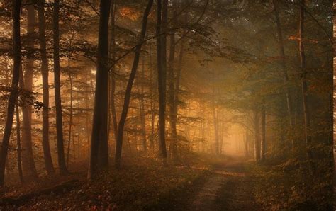 Road Sunrise Forest Leaves Shrubs Trees Sunlight Mist Sun Rays Nature
