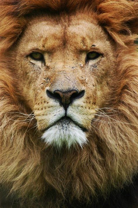 Majestic Lion African Lion Animals Lions