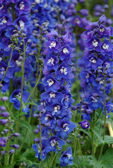 Delphinium Desante Blue Delphinium Flowers Larkspur Plant Delphinium