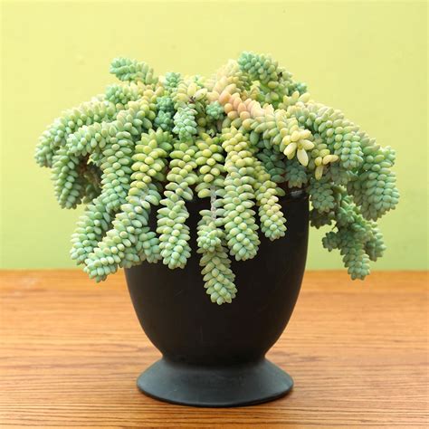 Best Succulents To Grow Indoors Better Homes And Gardens