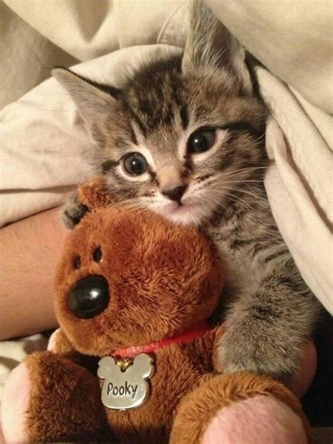 31 Best Kitten And Bear Images On Pinterest Kitty Cats Fluffy Pets