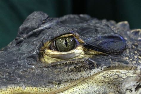 Alligator attacks hunter at wildlife preserve in Florida, causing ...