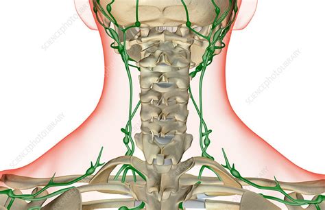 The Lymph Supply Of The Neck Stock Image F0015024 Science Photo