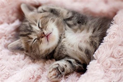 Cute Cuddly Grey Kitten Sleeping Napping Cool Wall Decor Art Print