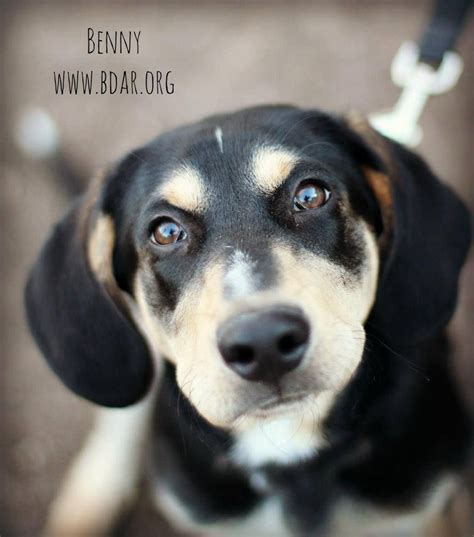 Benny Animal Rescue Black