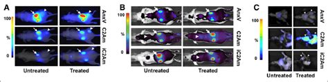 Near-infrared fluorescence imaging of cell death. Imaging in vivo of... | Download Scientific ...